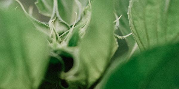Future Gardening ~ Speculative Botany