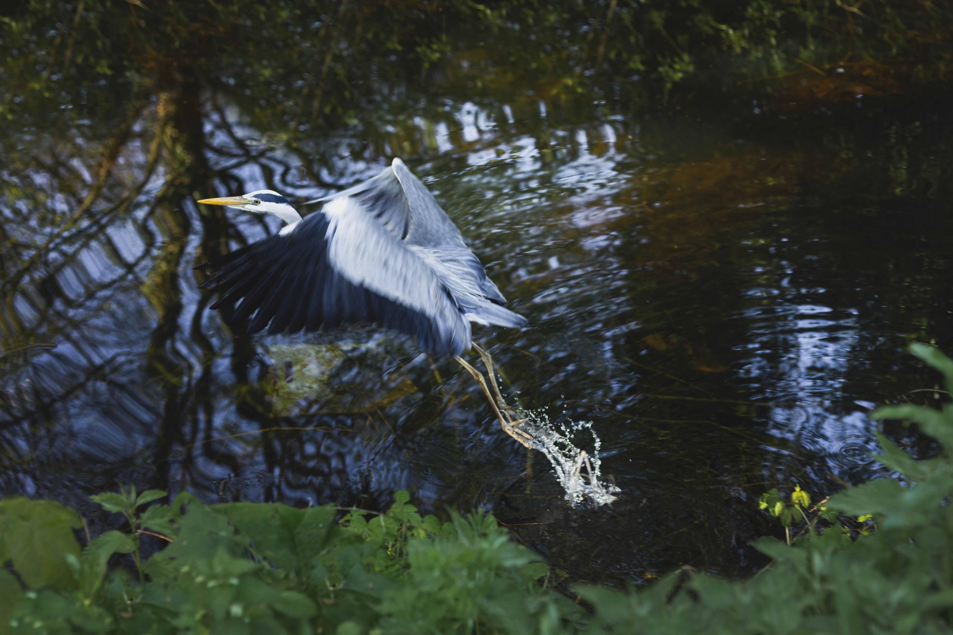 Vogelbescherming X IABR: The Importance of Nature-Inclusive Design