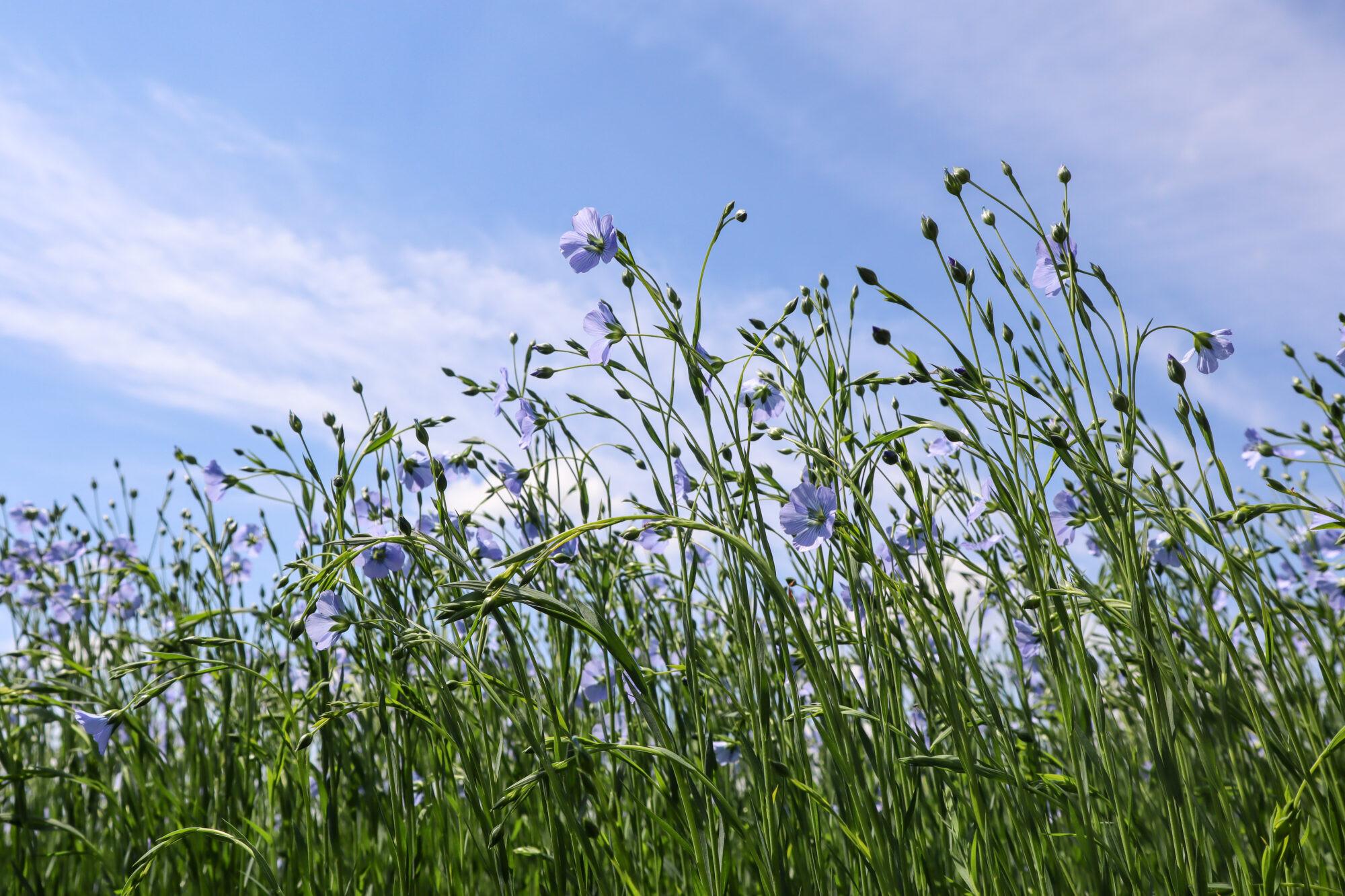 As green as flax