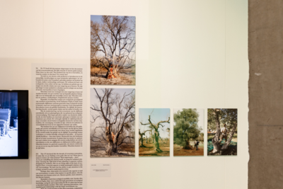 Mihnea Tanasescu - Olive Trees in the Time of Xylella,&nbsp;J&aacute;nos Chial&aacute;