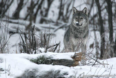 Rewilding Europe. Photo: Grzegorz Lesniewski