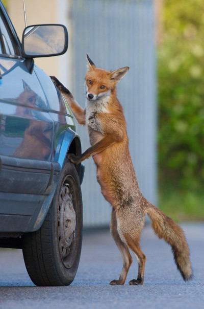 Foto: Laurent Geslin