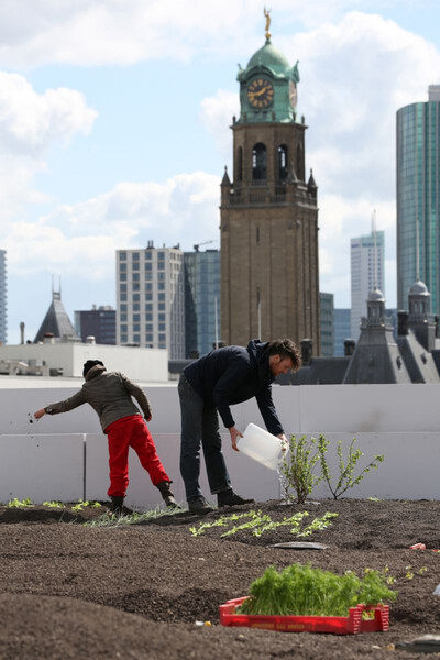 DakAkker Test Site Rotterdam. Foto: Ossip van Duivenbode